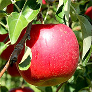 青森産りんご